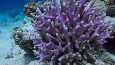 Stylophora subseriata im Aquarium halten