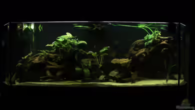 Süd-/Mittelamerika-Becken (nur noch als Beispiel) von Tim E.