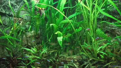 Süd-/Mittelamerikabecken von Bämbel