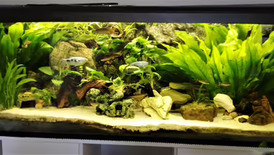 Süd-Ost Asia Becken von Chinese Inai