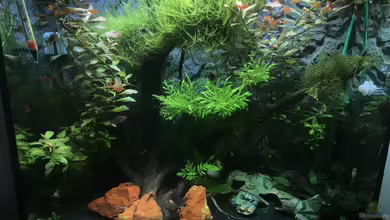 Südamerika am Schreibtisch von Sandra H