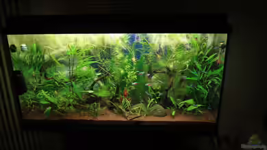 Südamerika Becken von Franz Wüest