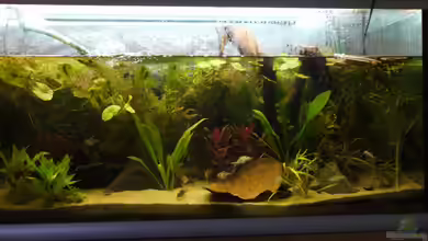 Südamerika-Becken von Sinah