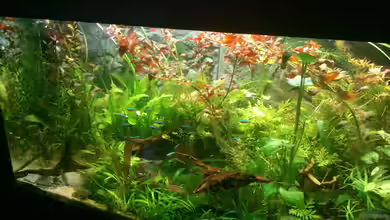 Südamerika Becken von Dirri S