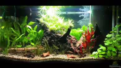 Südamerika Gesellschaftsbecken von bocap