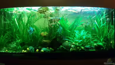 Südamerika Gesellschaftsbecken von Felix_2310