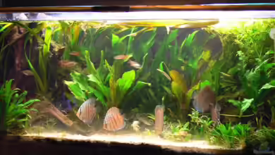 Südamerika-Natur-Biotop von pat333