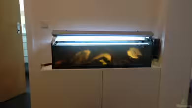 Südamerika-Schwarzwasser von Jessman