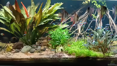 Südamerika-Suppe von Markus J.