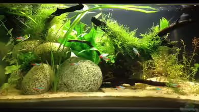 Südamerika Testbecken von ultraviolet