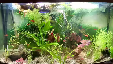 Südamerika-WG - Becken 39191 von Helga Kury