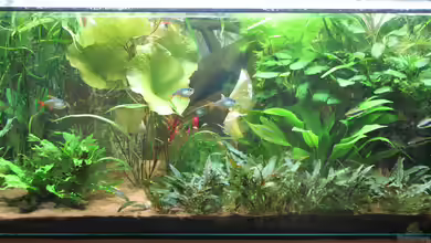 Südamerika von Selina