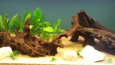 Südamerika von ollegaz