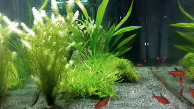 Südamerika von vanHouten