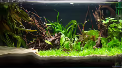 Südamerika77 von 77Markus