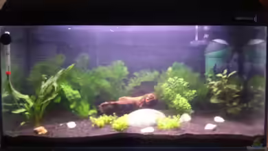 Südamerikabecken von Schnegge