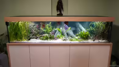 Südamerikabecken von Bartleby