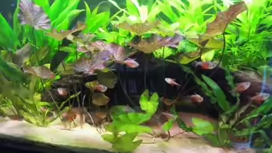 Südamerika(existiert so nicht mehr) von Stephan Radtke