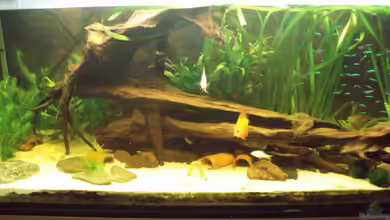 Südamerikanische Unterwasserwelten von welspapa