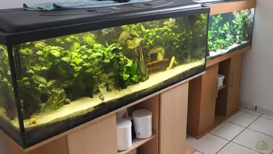 Südostasien Becken von Taiwanese Inai