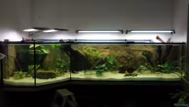 Südtirols Amazonas von Paul Kerschbaumer