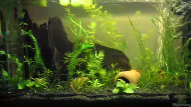 Süßwassergesellschaftsbecken von Sebastian Fischer