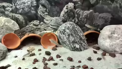 Sü??wasser Schleimfische aus dem Gardasee