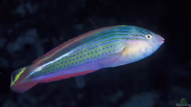 Suezichthys arquatus im Aquarium halten