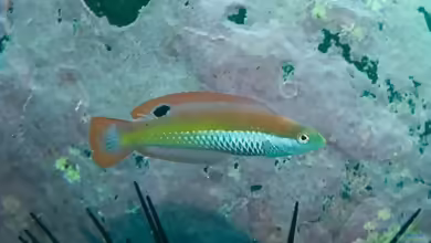 Suezichthys aylingi im Aquarium halten