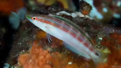 Suezichthys gracilis im Aquarium halten