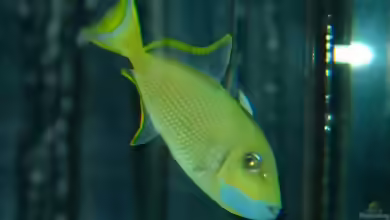 Sufflamen albicaudatum im Aquarium halten