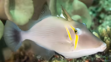 Sufflamen bursa im Aquarium halten