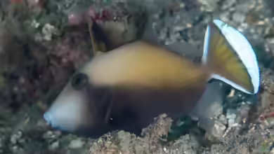 Sufflamen chrysopterum im Aquarium halten