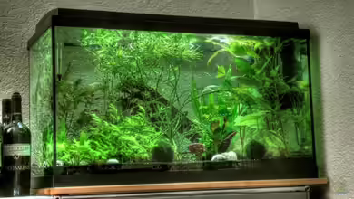 Sumatrabarben Aquarium von Tobi_88_