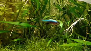 Sundadanio axelrodi im Aquarium halten