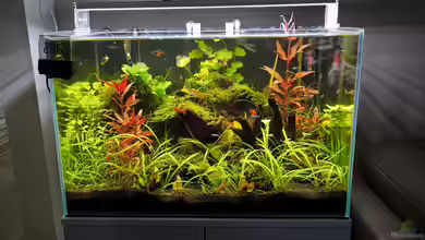 Superfish von Ralf Bercke