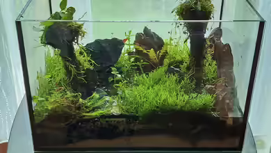 Swampland-aufglöst von okefenokee