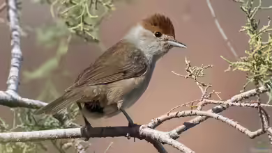 Sylvia atricapilla im Garten