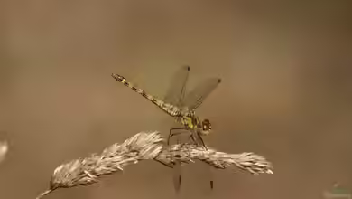 Sympetrum vulgatum im Garten
