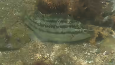 Symphodus bailloni im Aquarium halten