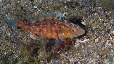 Symphodus cinereus im Aquarium halten