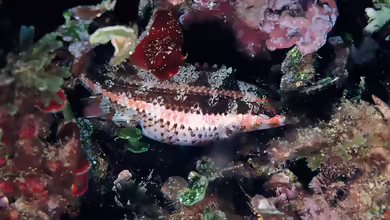 Symphodus doderleini im Aquarium halten