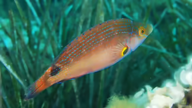 Symphodus mediterraneus im Aquarium halten
