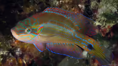 Symphodus ocellatus im Aquarium halten