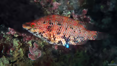 Symphodus roissali im Aquarium halten
