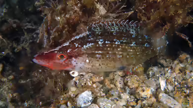 Symphodus rostratus im Aquarium halten
