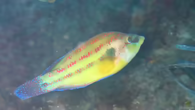 Symphodus tinca im Aquarium halten
