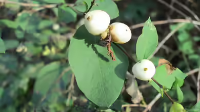 Symphoricarpos albus im Garten pflanzen