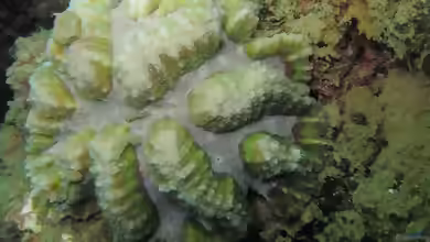 Symphyllia radians im Aquarium halten