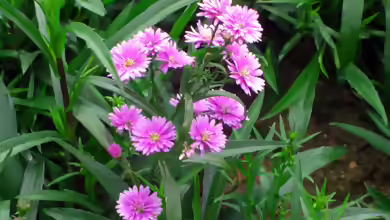 Symphyotrichum novi-belgii im Garten pflanzen